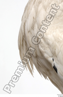 Black stork chest feathers 0001.jpg